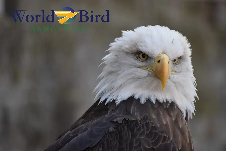 bald eagle from world bird santuary